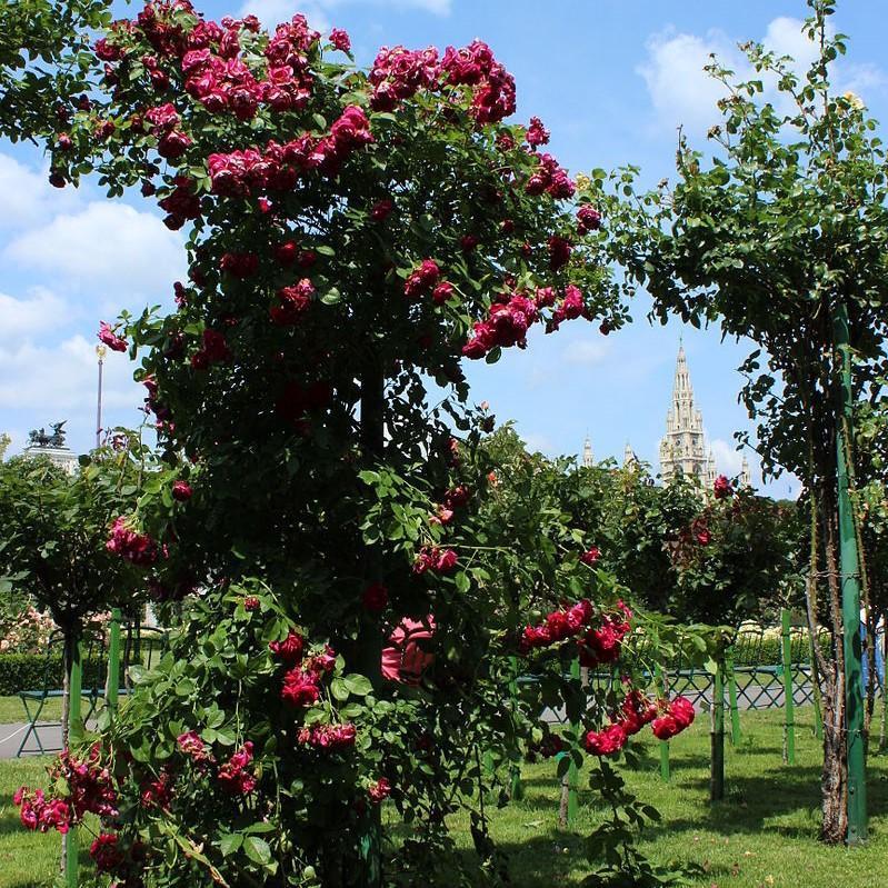 Rosa 'Blaze'  - Blaze Climbing Rose