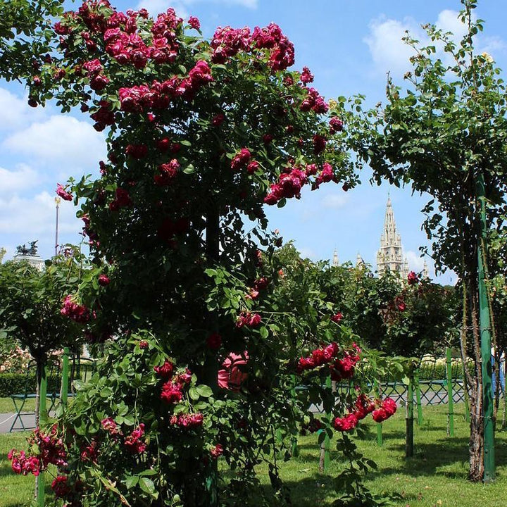 Rosa 'Blaze'  - Blaze Climbing Rose