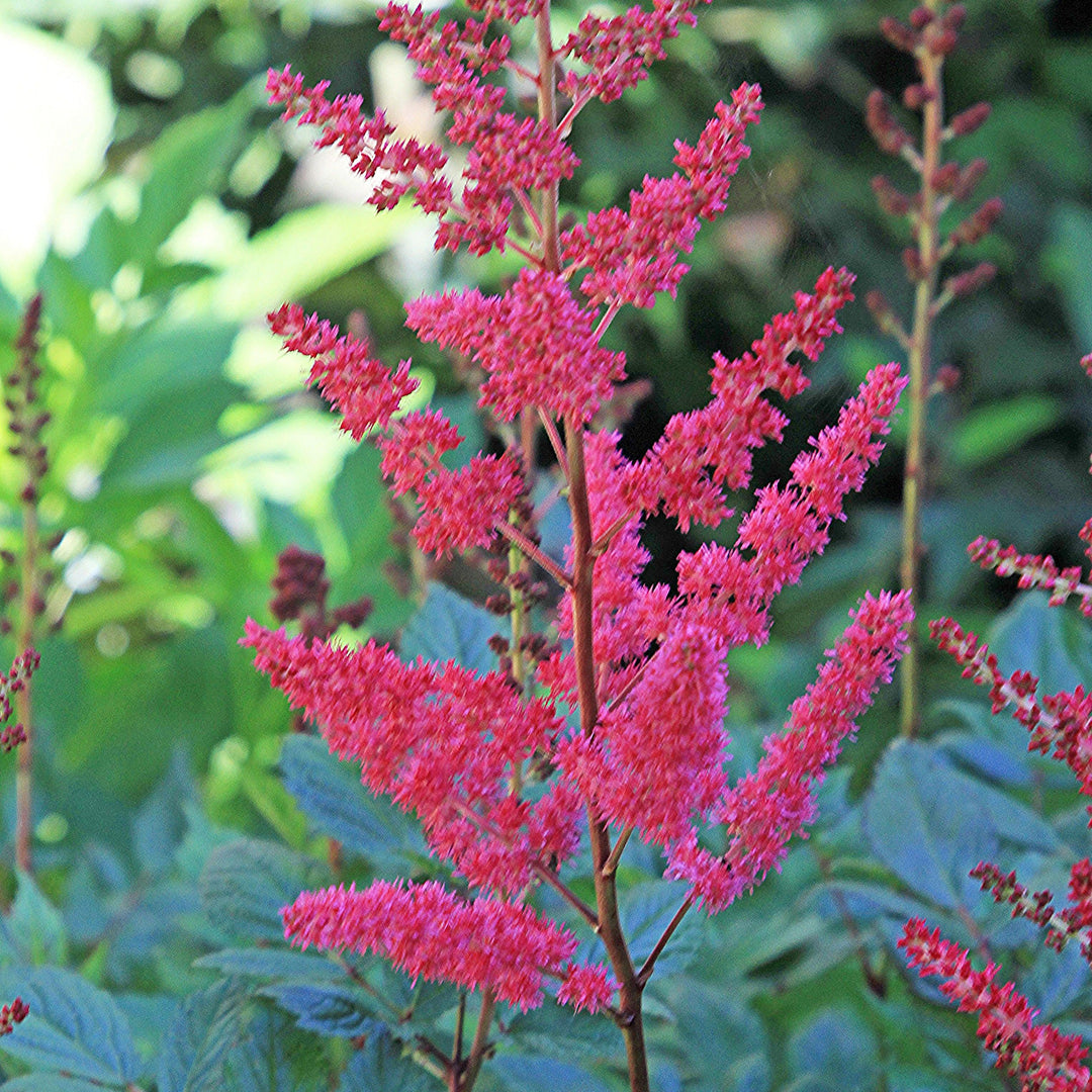 Astilbe 'Versred' ~ Younique™ Ruby Red Astilbe