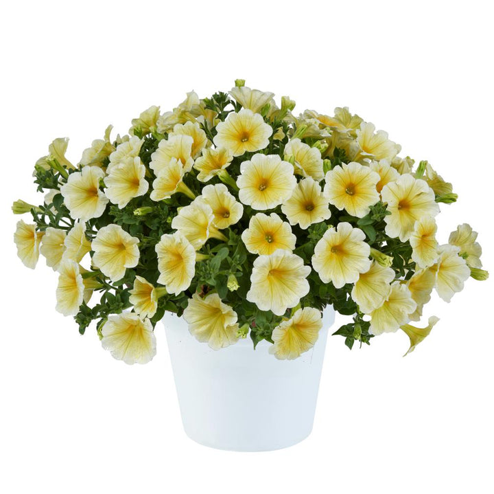 Petunia x 'Sunshine Ray' ~ Sunshine Ray™ Petunia
