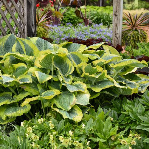 Hosta 'Seducer' 22,413 ~ PW® Shadowland® Seducer Hosta