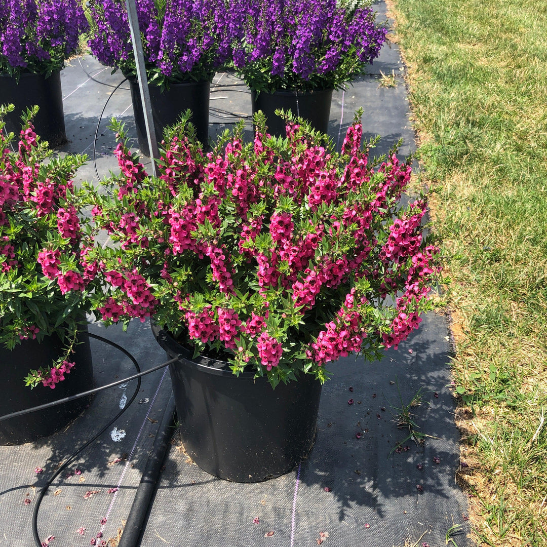 Angelonia angustifolia 'Carita Raspberry' ~ Carita™ Raspberry Summer Snapdragon