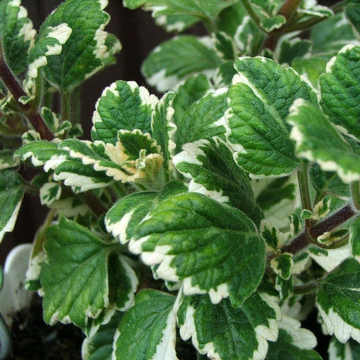 Plectranthus coleoides 'Variegata' ~ Variegated Swedish Ivy