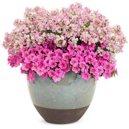 Calibrachoa hybrid 'WNCALSBPK24' ~ PW® Superbells® Pink Calibrachoa