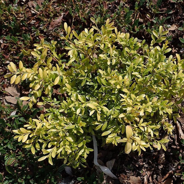 Tide Hill Boxwood