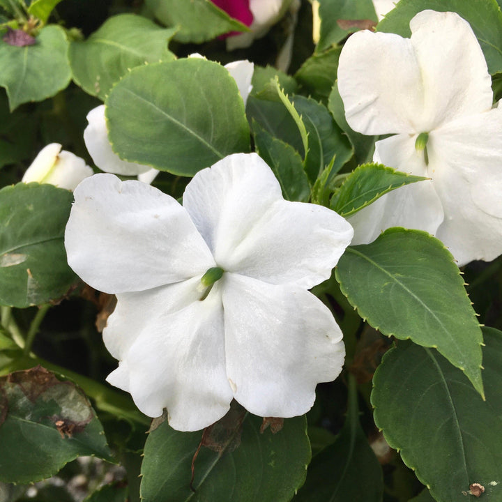 Impatiens walleriana 'PAS1357832' ~ Beacon® White Impatiens