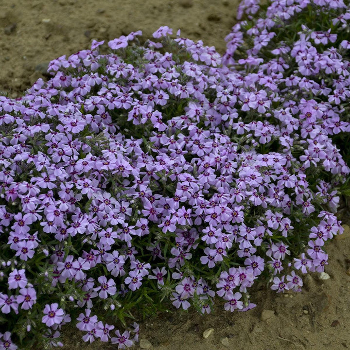 Phlox subulata 'Eye Candy' ~ Eye Candy Creeping Phlox