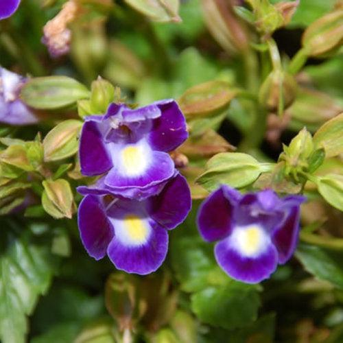 Torenia hybrid 'Dancat911' ~ PW® Catalina® Midnight Blue Wishbone Flower