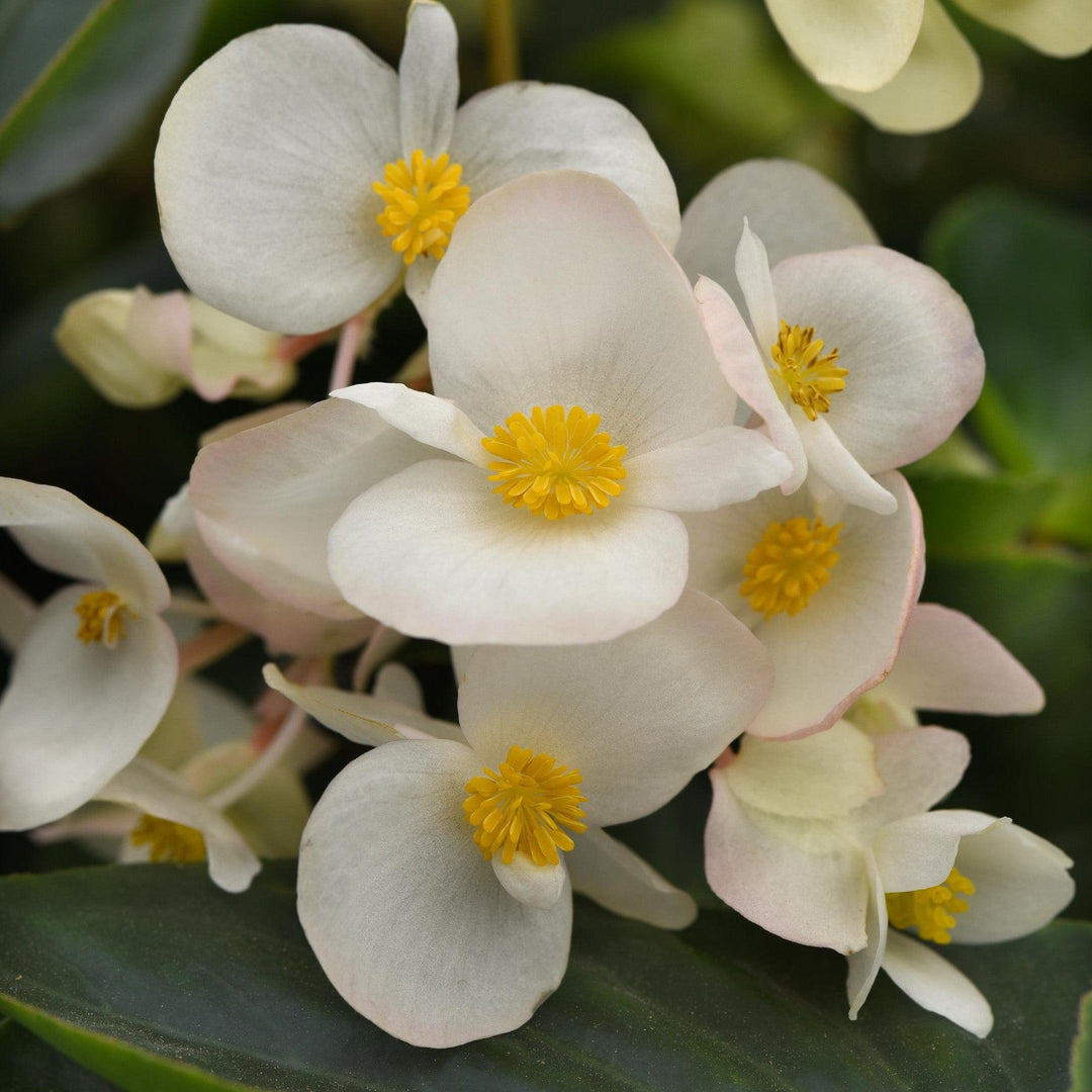 Begonia x 'PAS1484340' ~ Dragon Wing® White Begonia