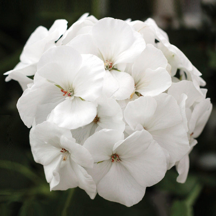 Pelargonium interspecific 'Calliope Medium White' ~ Calliope® Medium White Geranium