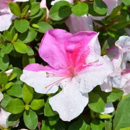 Rhododendron ‘Conlep’ ~ Encore® Autumn Twist™ Azalea