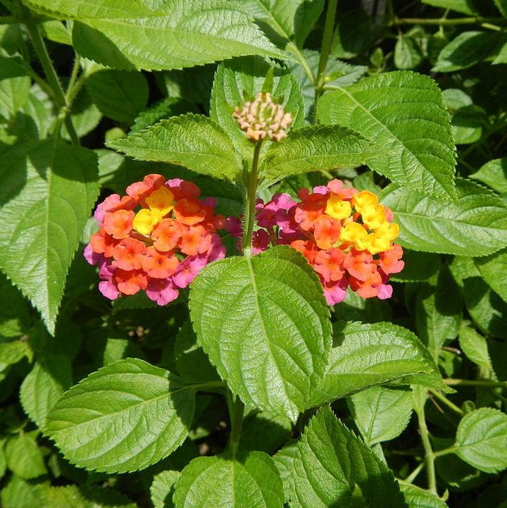 Lantana camara 'Flortanapi' ~ Little Lucky™ Hot Pink Lantana