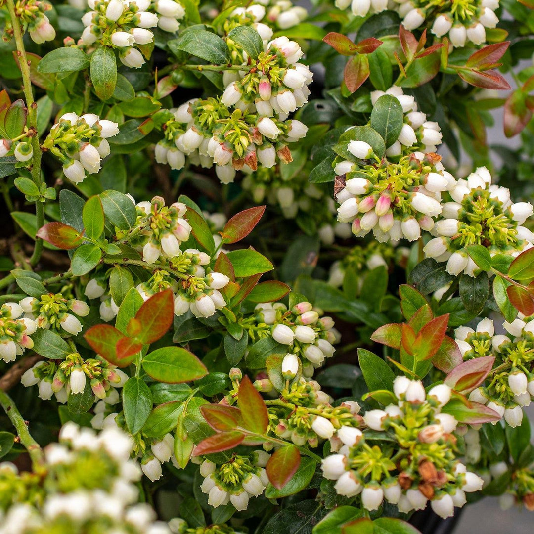 Vaccinium corymbosum hybrid 'ZF08-095' PP 25,467 ~ Bushel and Berry® BerryBux® Blueberry