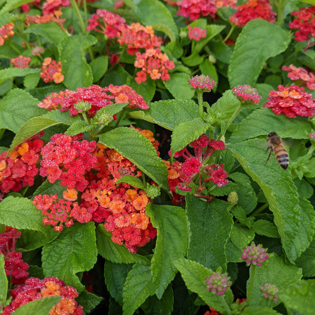 Lantana camara 'Balluced' ~ Little Lucky™ Red Lantana
