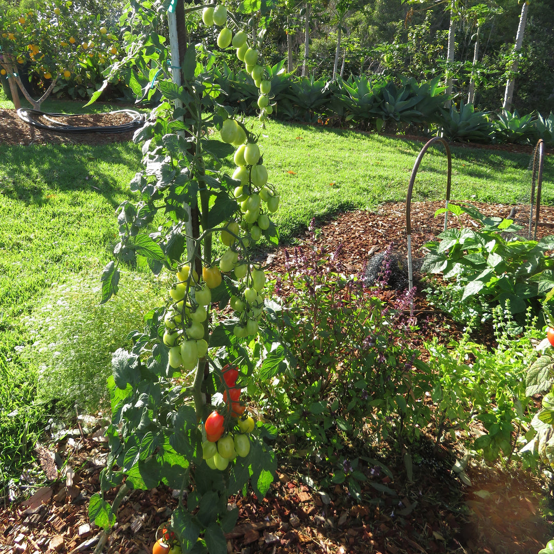 Solanum lycopersicum var. cerasiforme ~ Grape Tomato