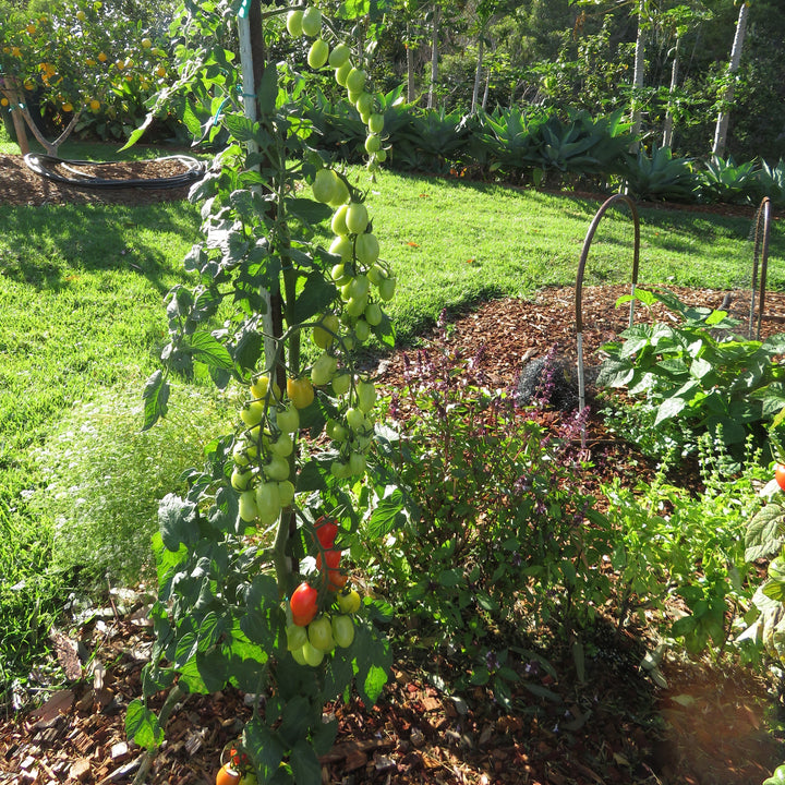 Solanum lycopersicum var. cerasiforme ~ Grape Tomato