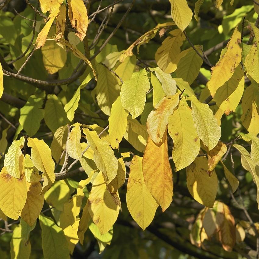 Asimina triloba  - Common Pawpaw, Tall Pawpaw
