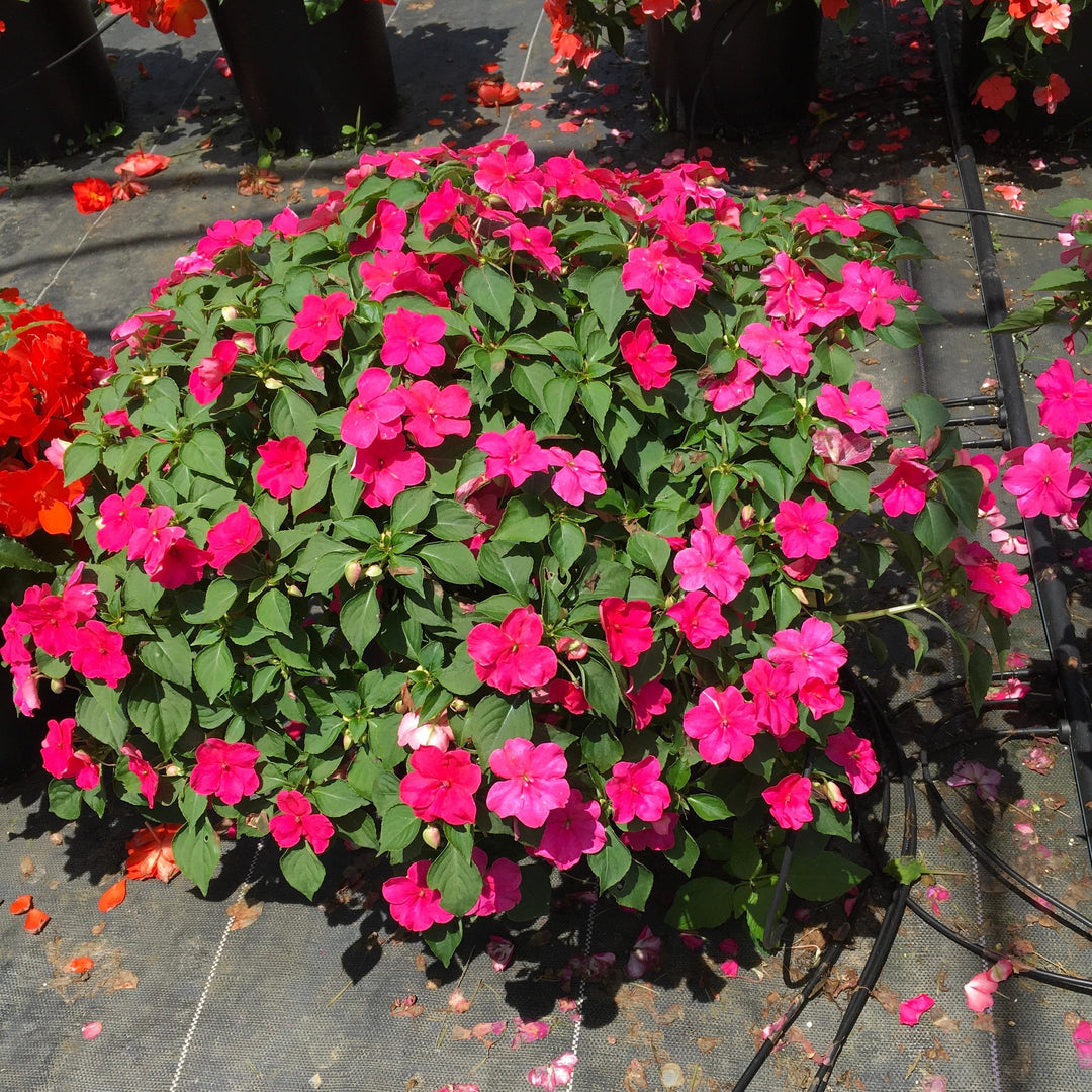 Impatiens walleriana 'PAS1377332' ~ Beacon® Rose Impatiens