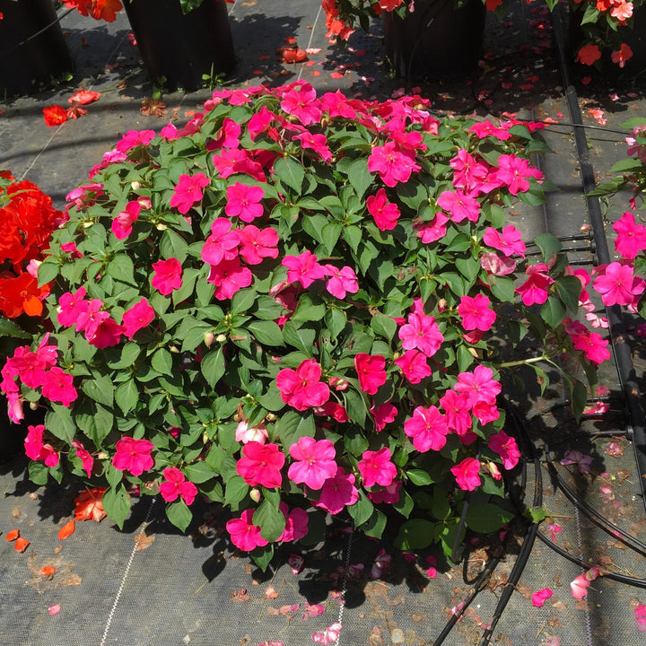 Impatiens walleriana 'PAS1377332' ~ Beacon® Rose Impatiens