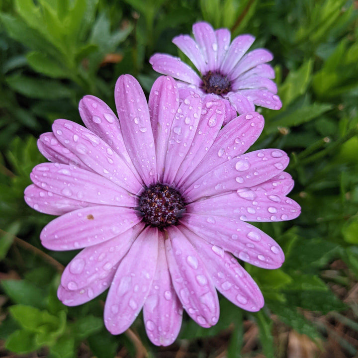 Osteospermum hybrid 'INOSTEPINK' ~ PW® Bright Lights™ Pink African Daisy