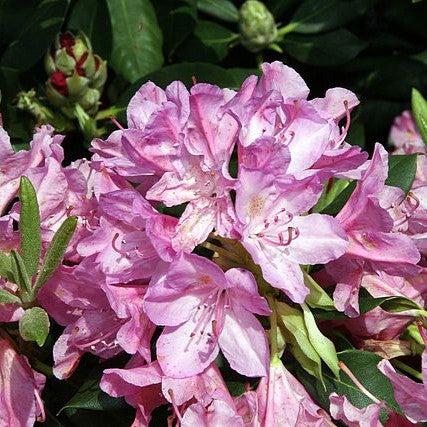 Rhododendron 'Roseum Pink' ~ Roseum Pink Rhododendron