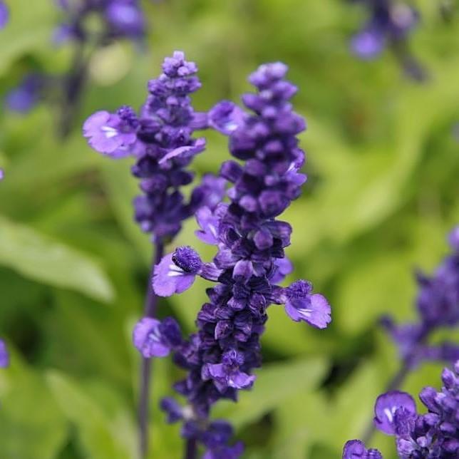 Salvia farinacea 'Victoria Blue' ~ Victoria™ Blue Sage