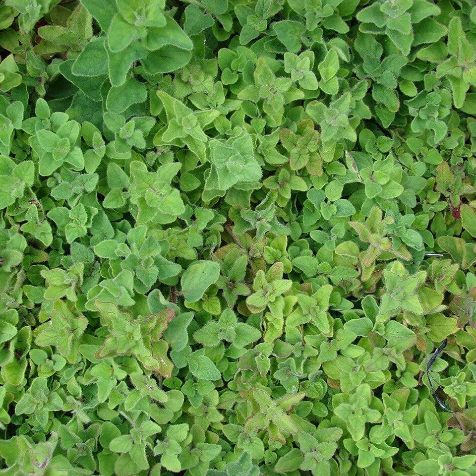 Origanum vulgare subsp. hirtum ~ Greek Oregano