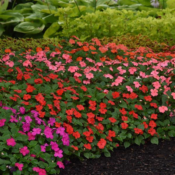 Impatiens walleriana 'Beacon Select' ~ Beacon® Select Mixture Impatiens