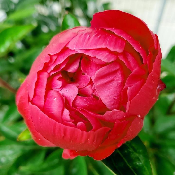 Paeonia lactiflora 'Red Sarah Bernhardt' ~ Red Sarah Bernhardt Peony