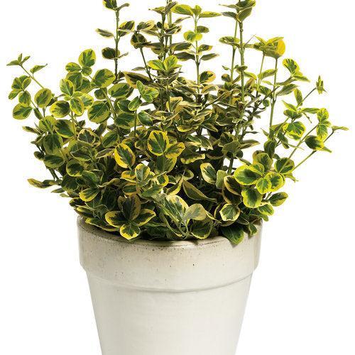 Euonymus fortunei 'Roemertwo' ~ PW®  Gold Splash® Euonymus