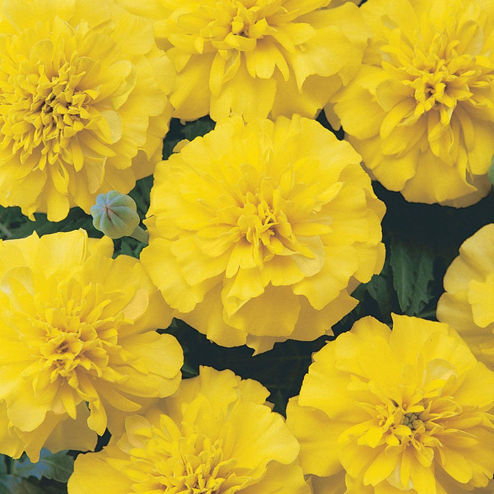 Tagetes patula 'PAS2276' ~ Bonanza™ Yellow French Marigold