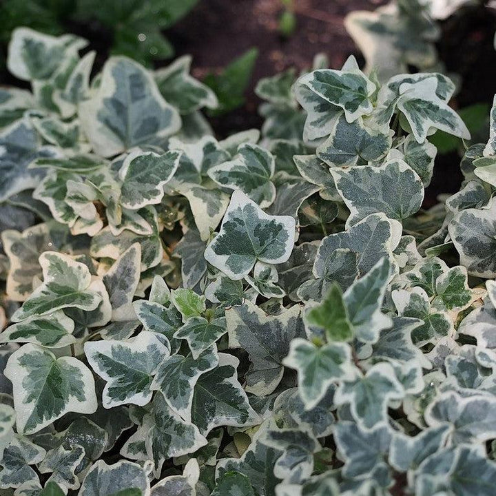 Hedera helix 'Glacier' ~ PW® Proven Accents® Glacier Ivy