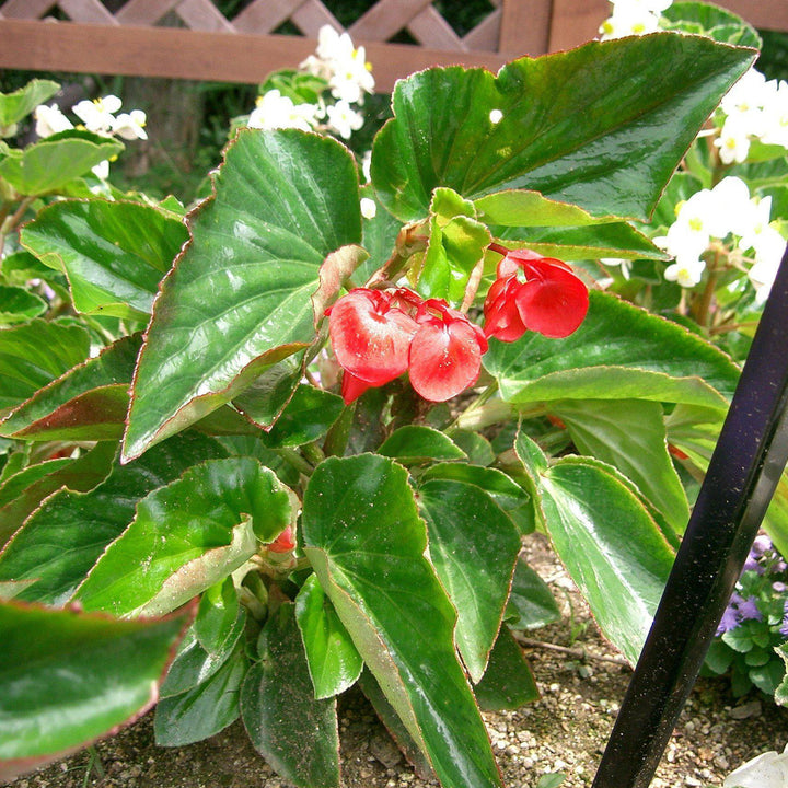 Begonia x 'Dragon Wing Red' ~ Dragon Wing® Red Begonia