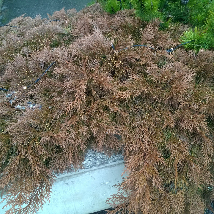 Microbiota decussata ~ Siberian Cypress, Russian Arborvitae