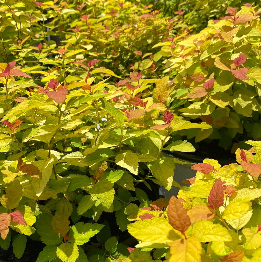 Spiraea japonica 'NCSX1'  - Double Play® Candy Corn® Spirea