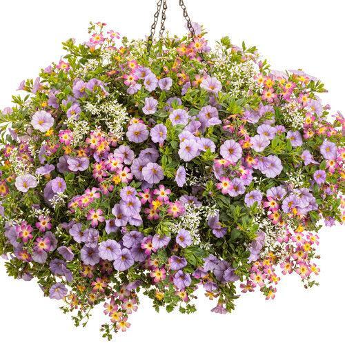 Calibrachoa hybrid 'USCAL87502' ~ PW® Superbells® Miss Lilac Calibrachoa