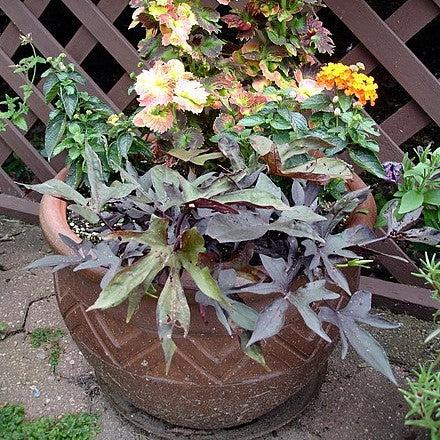 Ipomoea batatas ‘Blackie' ~ Proven Accents® Blackie Sweet Potato