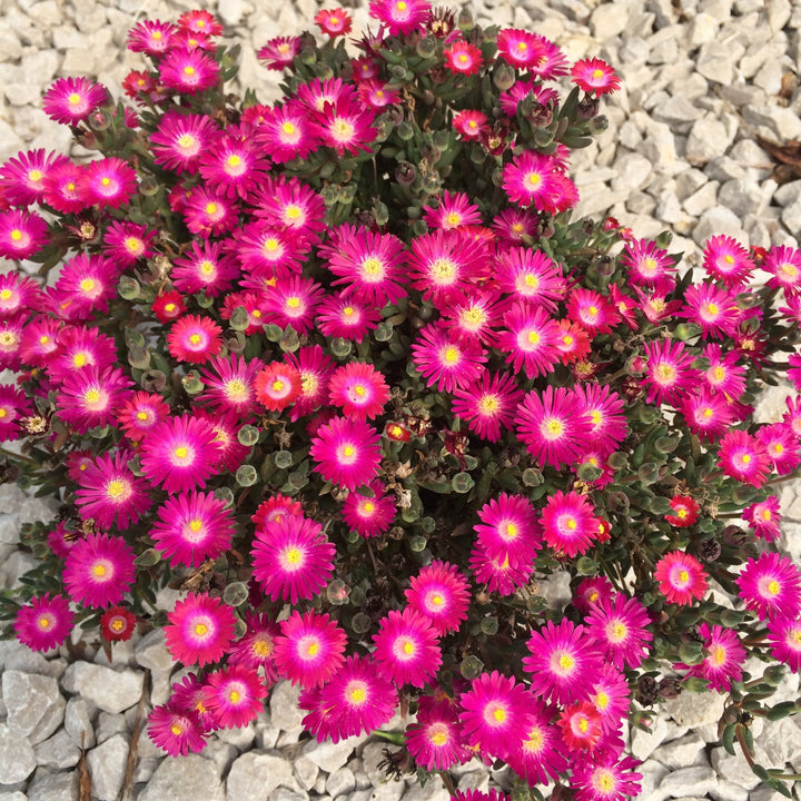 Delosperma cooperi 'DSAM13-1' ~ Jewel of Desert® Amethyst Ice Plant