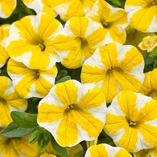 Calibrachoa hybrid 'USCAL5302M' ~ PW® Superbells® Lemon Slice® Calibrachoa