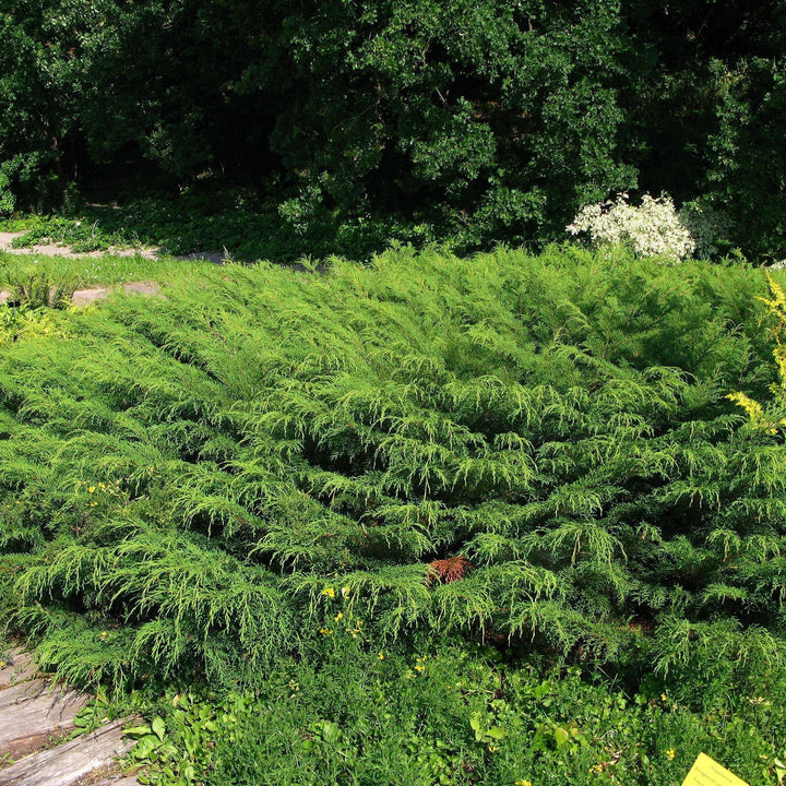 Microbiota decussata ~ Siberian Cypress, Russian Arborvitae