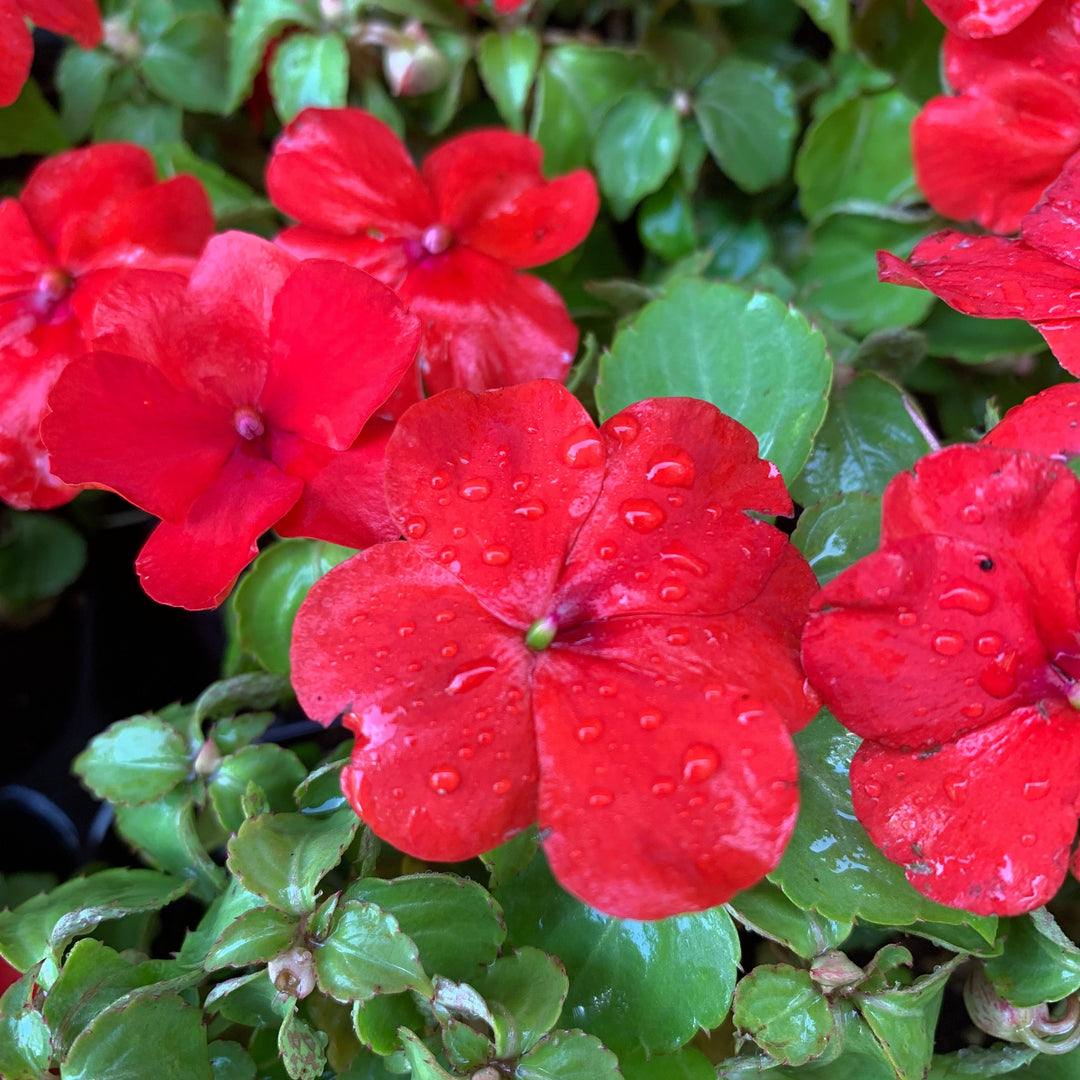 Impatiens walleriana 'PAS1413665' ~ Beacon® Bright Red Impatiens