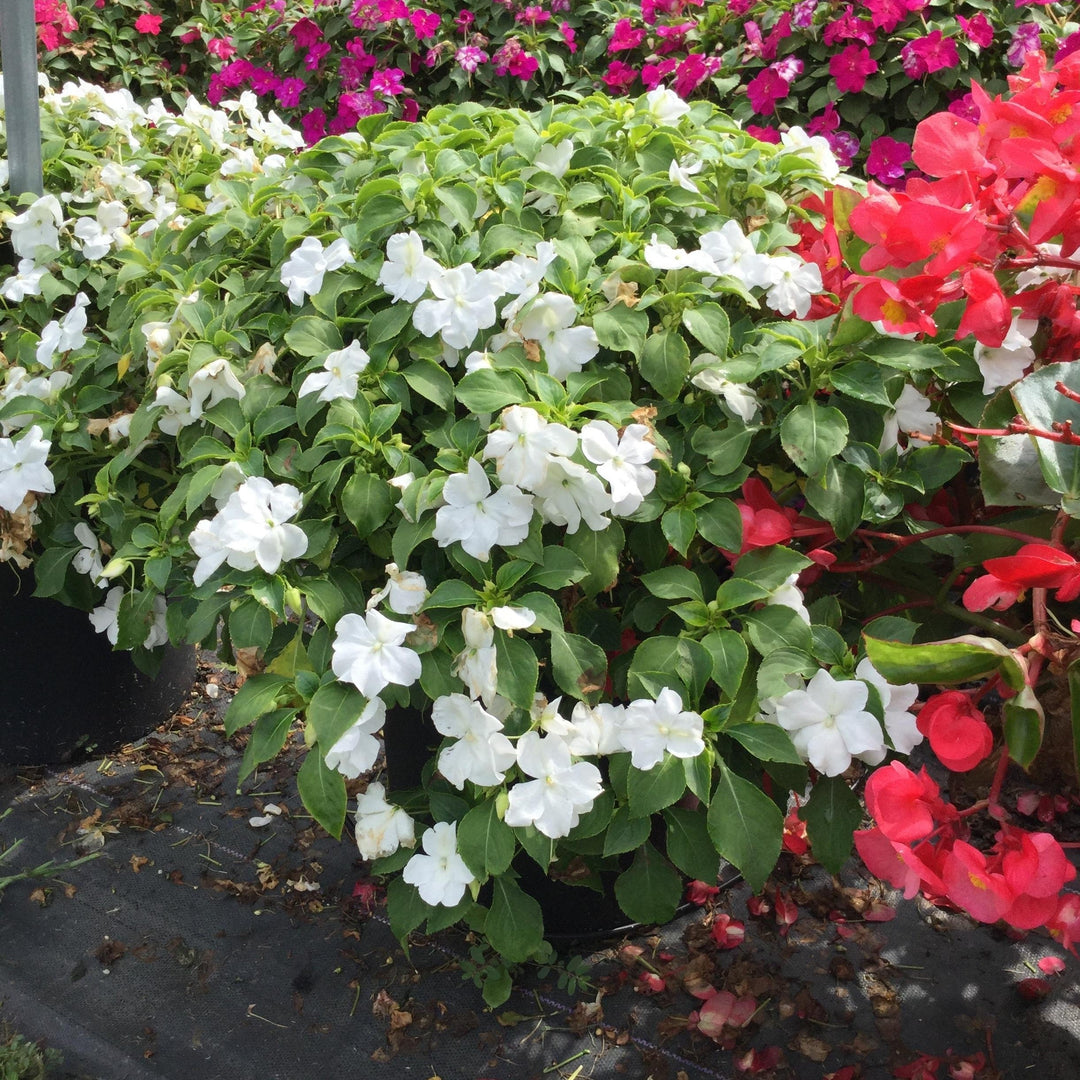 Impatiens walleriana 'PAS1357832' ~ Beacon® White Impatiens