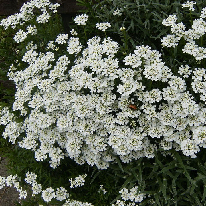 Iberis sempervirens 'Snowsurfer' ~ Snowsurfer™ Candytuft
