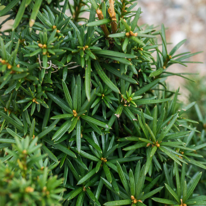 Taxus × media 'Hicksii'  - Hick's Yew