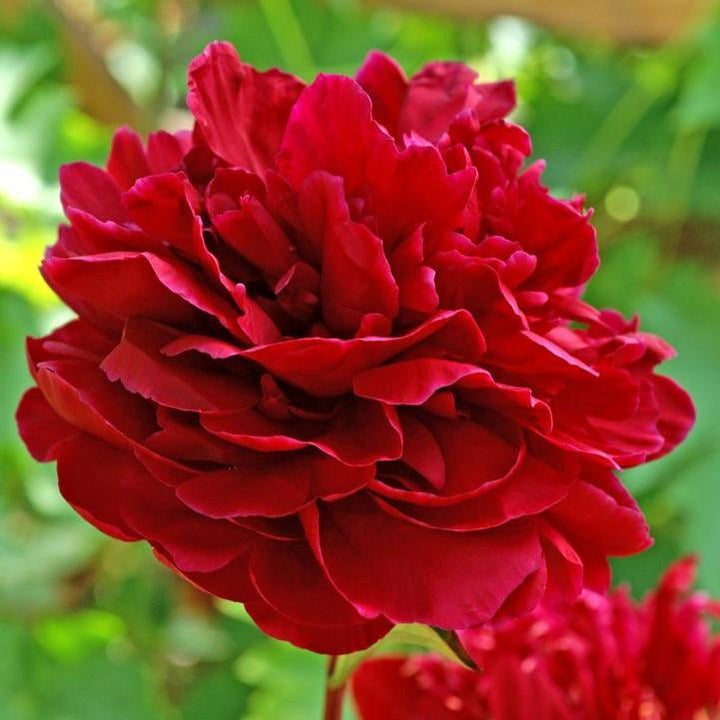 Paeonia lactiflora 'Red Sarah Bernhardt' ~ Red Sarah Bernhardt Peony