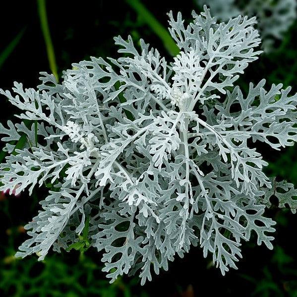 Senecio cineraria 'Silverdust' ~ Silverdust Dusty Miller