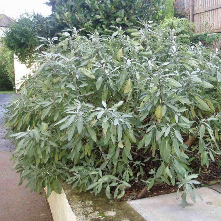 Salvia officinalis ~ Common Sage