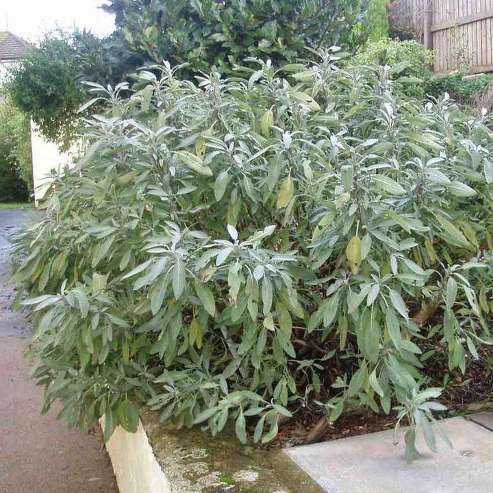 Salvia officinalis ~ Common Sage