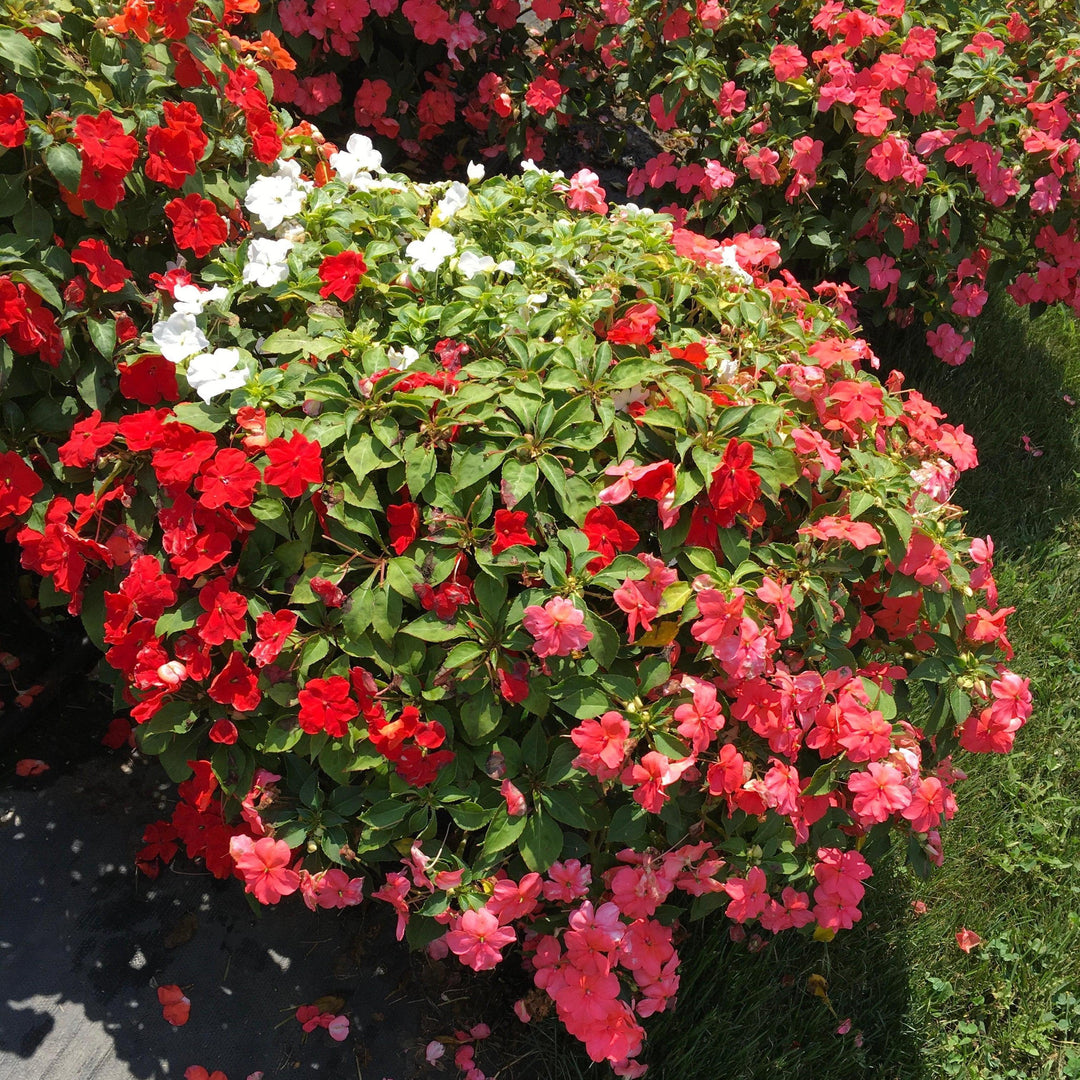 Impatiens walleriana 'Beacon Formula Mixture' ~ Beacon® Formula Mixture Impatiens