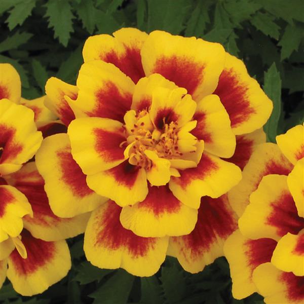Tagetes patula 'Safari Yellow Fire' ~ Safari Yellow Fire French Marigold